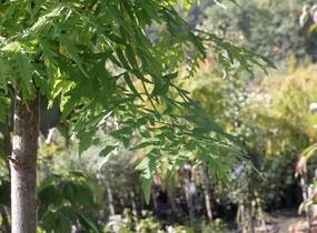 Škumpa orobincová 'Dissecta' - Rhus typhina 'Dissecta'