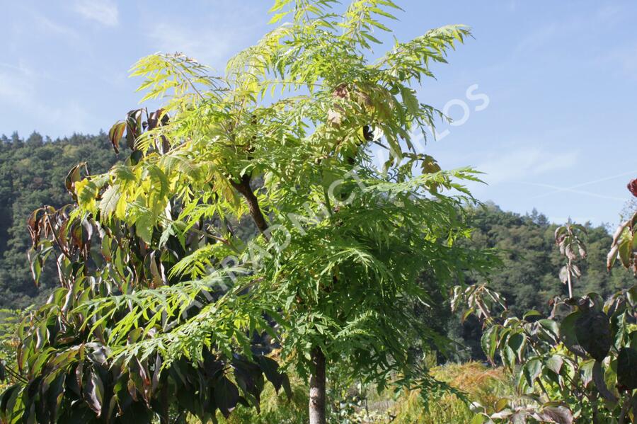 Škumpa orobincová 'Dissecta' - Rhus typhina 'Dissecta'