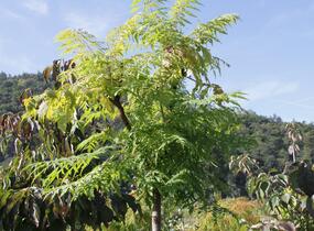 Škumpa orobincová 'Dissecta' - Rhus typhina 'Dissecta'