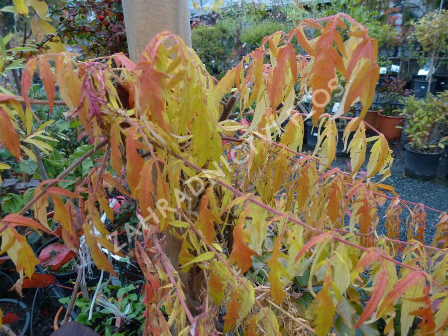 Škumpa orobincová 'Dissecta' - Rhus typhina 'Dissecta'