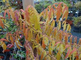 Škumpa orobincová 'Dissecta' - Rhus typhina 'Dissecta'