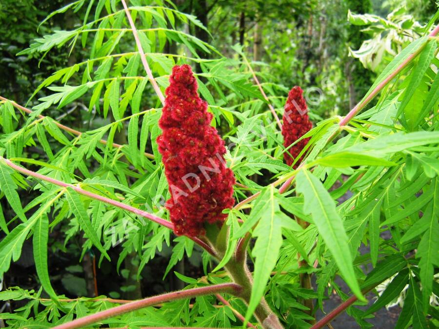 Škumpa orobincová 'Dissecta' - Rhus typhina 'Dissecta'