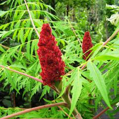 Škumpa orobincová 'Dissecta' - Rhus typhina 'Dissecta'