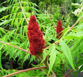 Škumpa orobincová 'Dissecta' - Rhus typhina 'Dissecta'