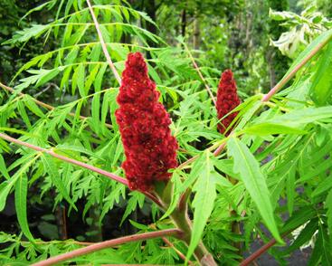 Škumpa orobincová 'Dissecta'