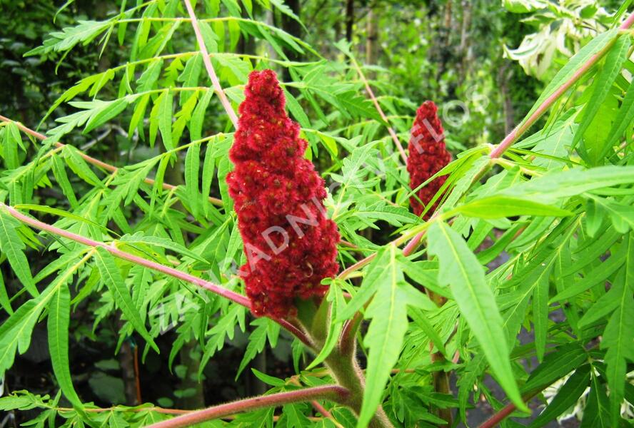 Škumpa orobincová 'Dissecta' - Rhus typhina 'Dissecta'