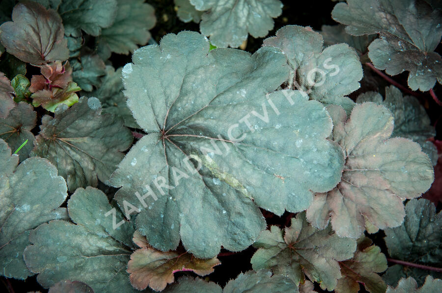 Dlužicha 'Bella Notte' - Heuchera hybrida 'Bella Notte'