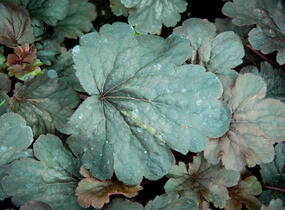 Dlužicha 'Bella Notte' - Heuchera hybrida 'Bella Notte'