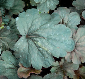 Dlužicha 'Bella Notte' - Heuchera hybrida 'Bella Notte'