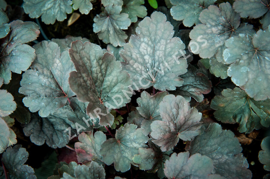 Dlužicha 'Bella Notte' - Heuchera hybrida 'Bella Notte'