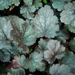 Dlužicha 'Bella Notte' - Heuchera hybrida 'Bella Notte'