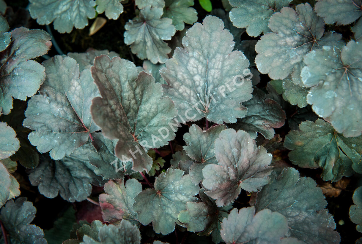 Dlužicha 'Bella Notte' - Heuchera hybrida 'Bella Notte'