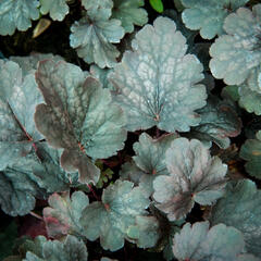 Dlužicha 'Bella Notte' - Heuchera hybrida 'Bella Notte'
