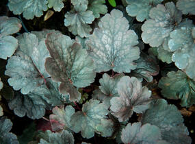 Dlužicha 'Bella Notte' - Heuchera hybrida 'Bella Notte'