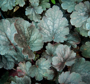 Dlužicha 'Bella Notte' - Heuchera hybrida 'Bella Notte'