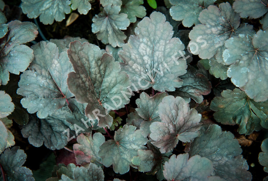 Dlužicha 'Bella Notte' - Heuchera hybrida 'Bella Notte'