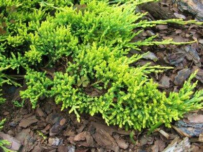 Jalovec polehlý 'Golden Carpet' - Juniperus horizontalis 'Golden Carpet'