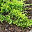 Jalovec polehlý 'Golden Carpet' - Juniperus horizontalis 'Golden Carpet'