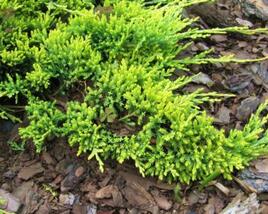 Jalovec polehlý 'Golden Carpet'