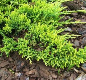 Jalovec polehlý 'Golden Carpet' - Juniperus horizontalis 'Golden Carpet'