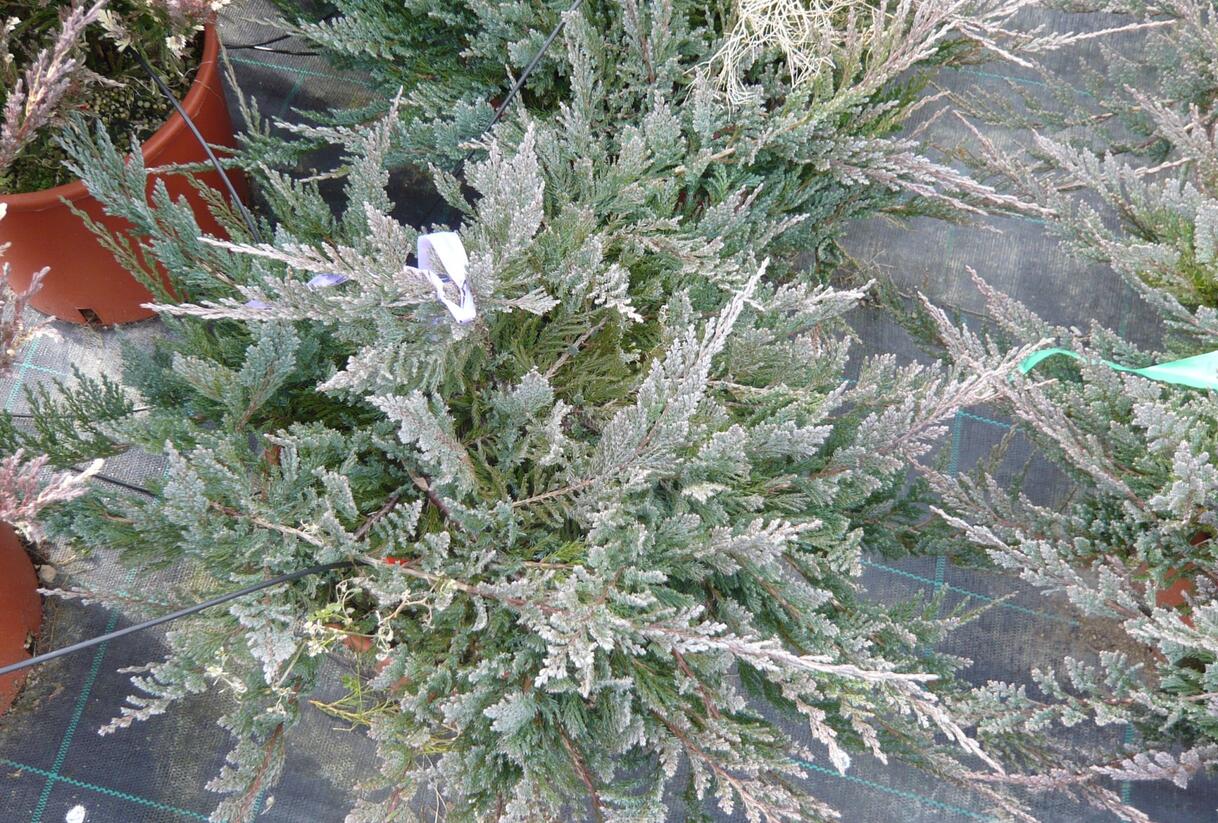 Jalovec polehlý 'Blue Chip' - Juniperus horizontalis 'Blue Chip'