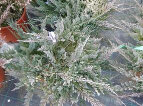 Jalovec polehlý 'Blue Chip' - Juniperus horizontalis 'Blue Chip'