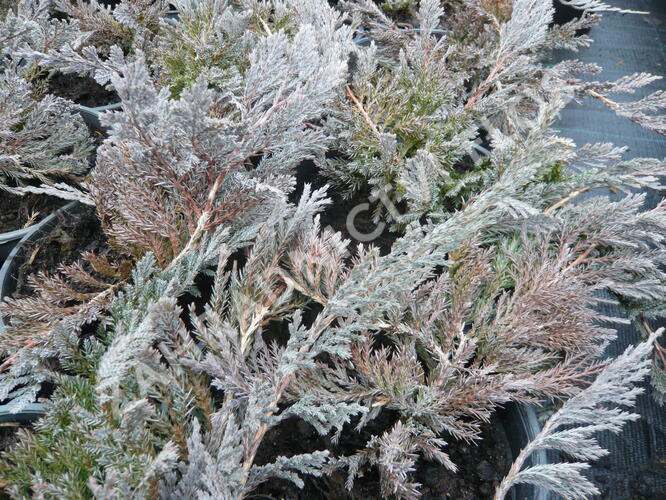 Jalovec polehlý 'Blue Chip' - Juniperus horizontalis 'Blue Chip'