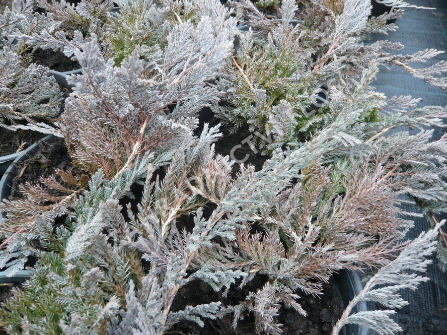 Jalovec polehlý 'Blue Chip' - Juniperus horizontalis 'Blue Chip'
