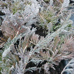 Jalovec polehlý 'Blue Chip' - Juniperus horizontalis 'Blue Chip'
