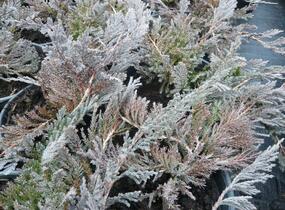 Jalovec polehlý 'Blue Chip' - Juniperus horizontalis 'Blue Chip'