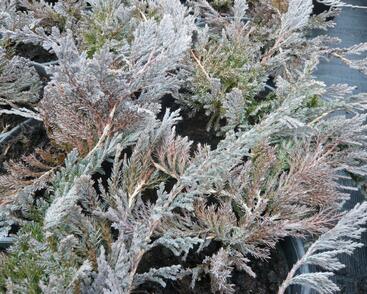 Jalovec polehlý 'Blue Chip'