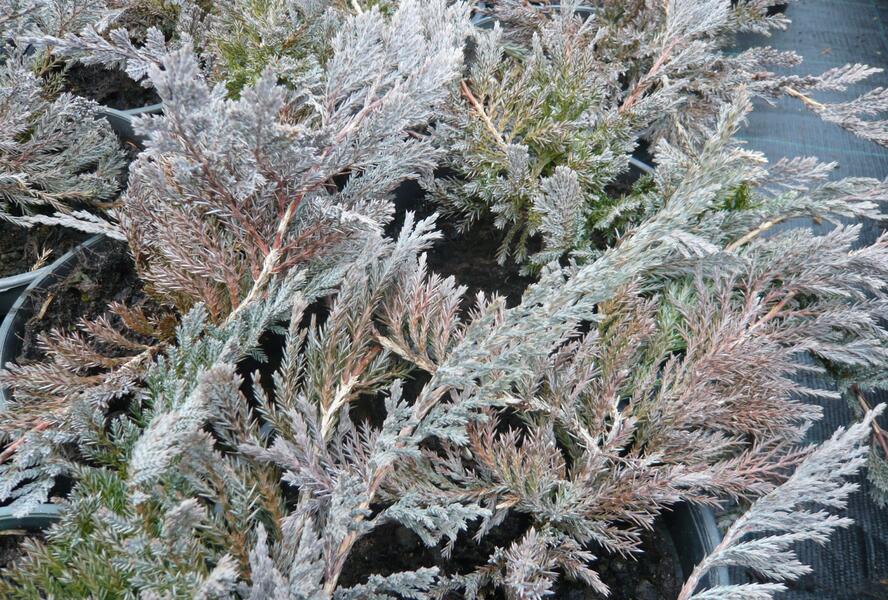 Jalovec polehlý 'Blue Chip' - Juniperus horizontalis 'Blue Chip'