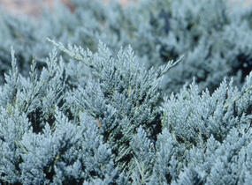 Jalovec polehlý 'Blue Chip' - Juniperus horizontalis 'Blue Chip'