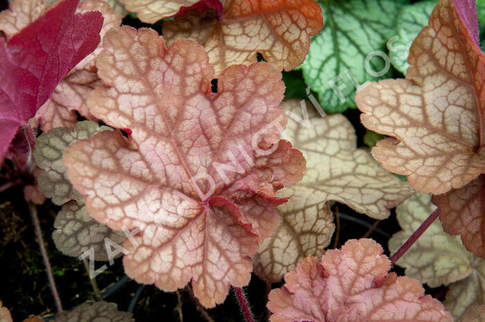 Dlužicha 'Encore' - Heuchera 'Encore'