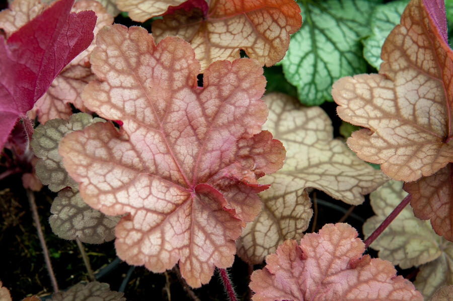 Dlužicha 'Encore' - Heuchera hybrida 'Encore'