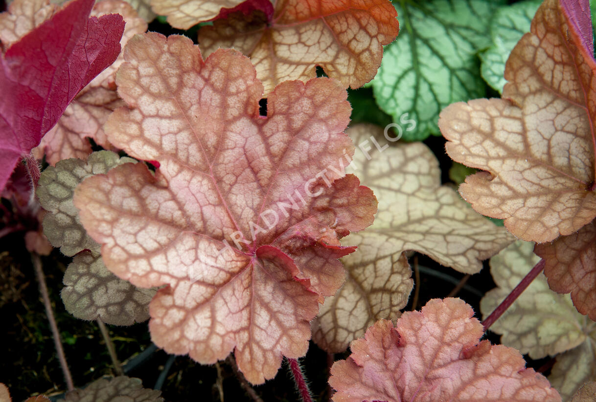 Dlužicha 'Encore' - Heuchera hybrida 'Encore'