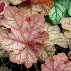 Dlužicha 'Encore' - Heuchera 'Encore'