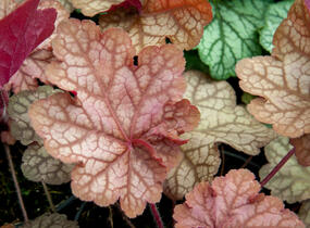 Dlužicha 'Encore' - Heuchera hybrida 'Encore'