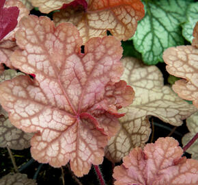 Dlužicha 'Encore' - Heuchera hybrida 'Encore'