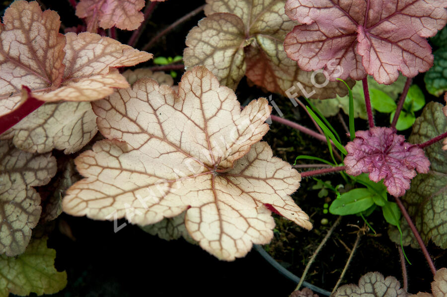 Dlužicha 'Encore' - Heuchera hybrida 'Encore'