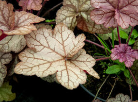 Dlužicha 'Encore' - Heuchera hybrida 'Encore'