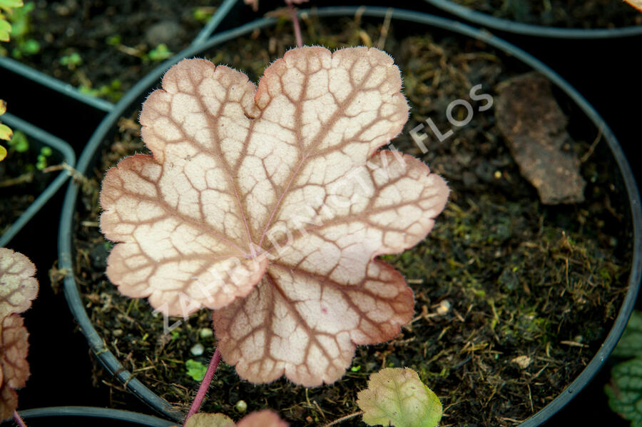 Dlužicha 'Encore' - Heuchera hybrida 'Encore'