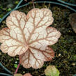 Dlužicha 'Encore' - Heuchera 'Encore'