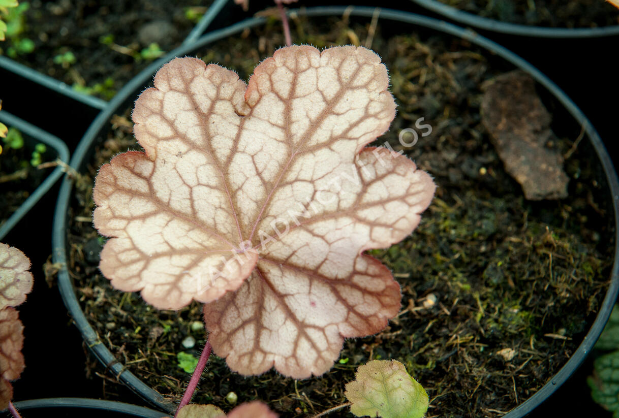 Dlužicha 'Encore' - Heuchera hybrida 'Encore'