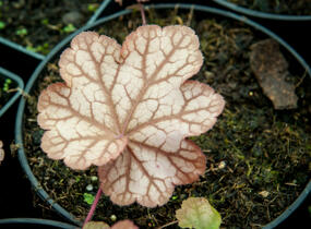 Dlužicha 'Encore' - Heuchera hybrida 'Encore'