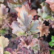 Dlužicha 'Cappuccino' - Heuchera 'Cappuccino'