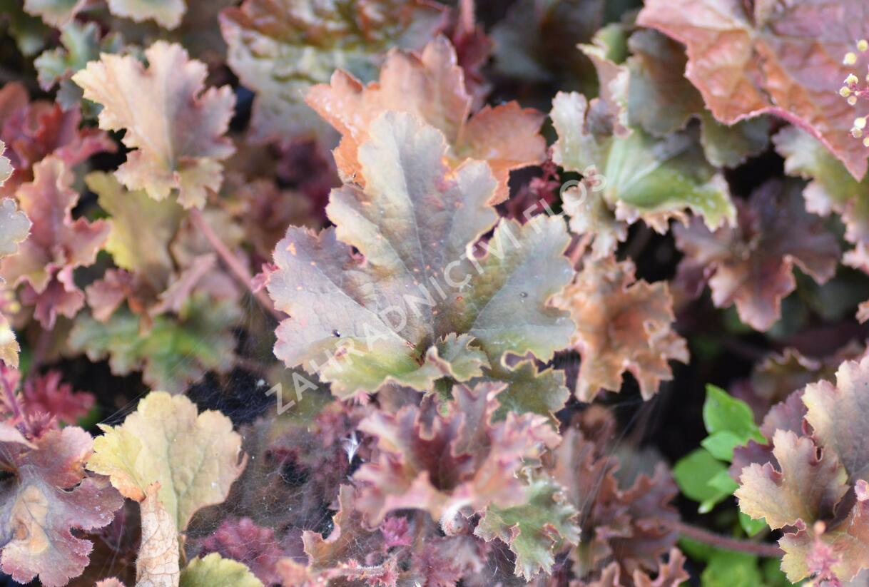 Dlužicha 'Cappuccino' - Heuchera hybrida 'Cappuccino'