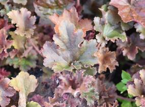 Dlužicha 'Cappuccino' - Heuchera hybrida 'Cappuccino'