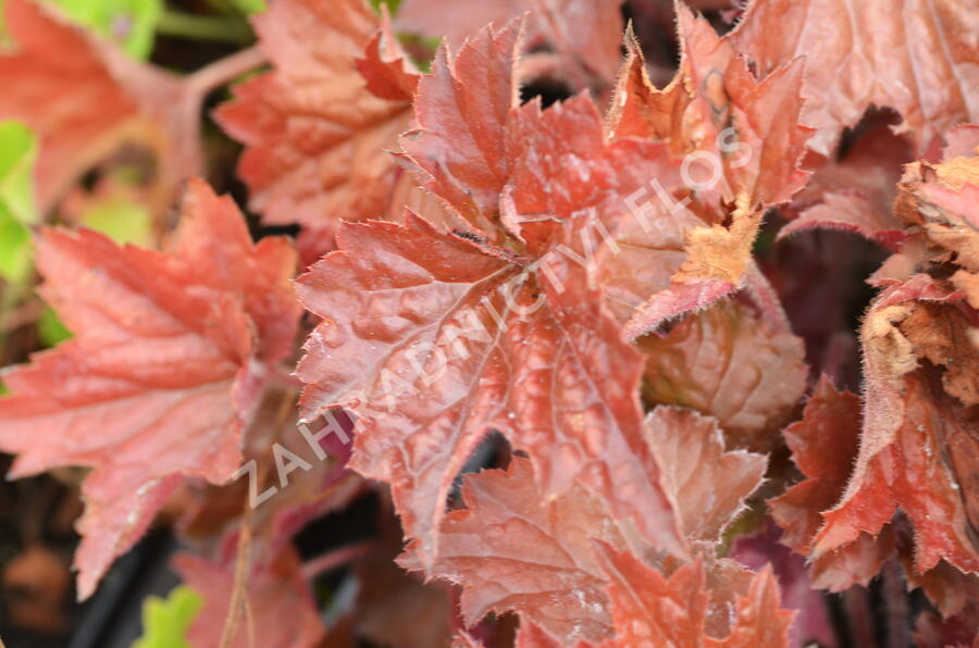 Dlužicha 'Cappuccino' - Heuchera hybrida 'Cappuccino'