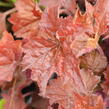 Dlužicha 'Cappuccino' - Heuchera 'Cappuccino'